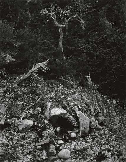 WESTON, EDWARD (1886-1958)/WESTON, COLE (1919-2003) "[Cypress and Stone Crop] Point Lobos."